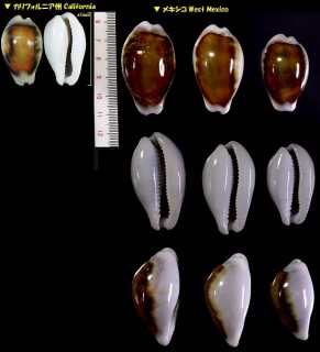クリダカラ Neobernaya spadicea small