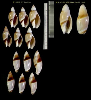 リュウグウボタル 龍宮蛍 Amalda rubiginosa albocallosa small