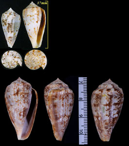 アネモネイモ Conus anemone small