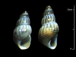 サドツボ Alvania sadoensis small