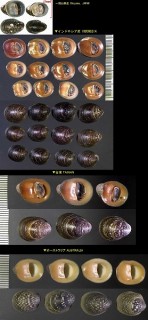 ヒロクチカノコ 広口鹿之子 Neritina violacea small