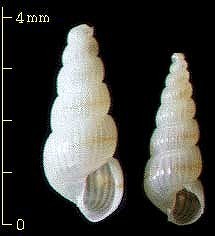 フタオビイトカケギリ Pyrgolampros fulvizonata small