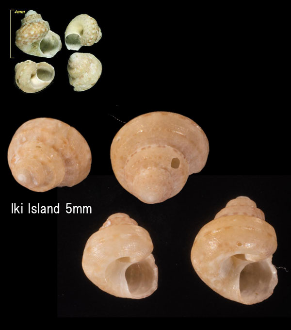 トウガタシタダミ Conotalopia sematensis small