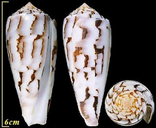 シノノメイモ Conus gubernator small