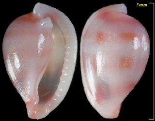 ヒナコダマウサギ Habuprinovolva aenigma small
