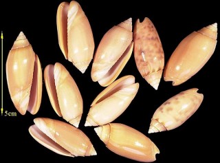 ニクイロマクラ Oliva annulata carnicolor small