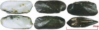 ウサギアシカワボタン Quadrula cylindrica small