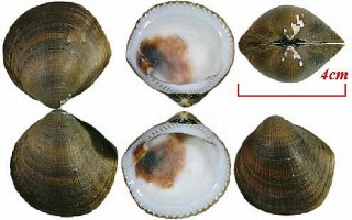 ソメワケグリ 染分栗 Glycymeris reevei small