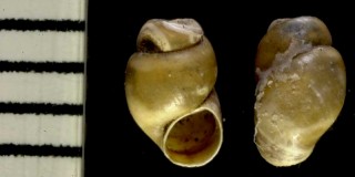 オンセンゴマツボ Stenothyra thermaecola small