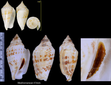 ペルシャマガキ Conomurex persicus small