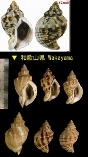 ミクリガイ Siphonalia cassidariaeformis small
