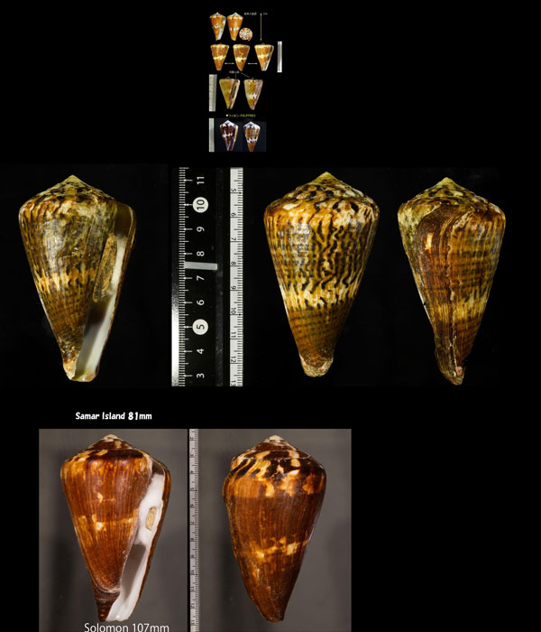 サラサミナシ Conus capitaneus small