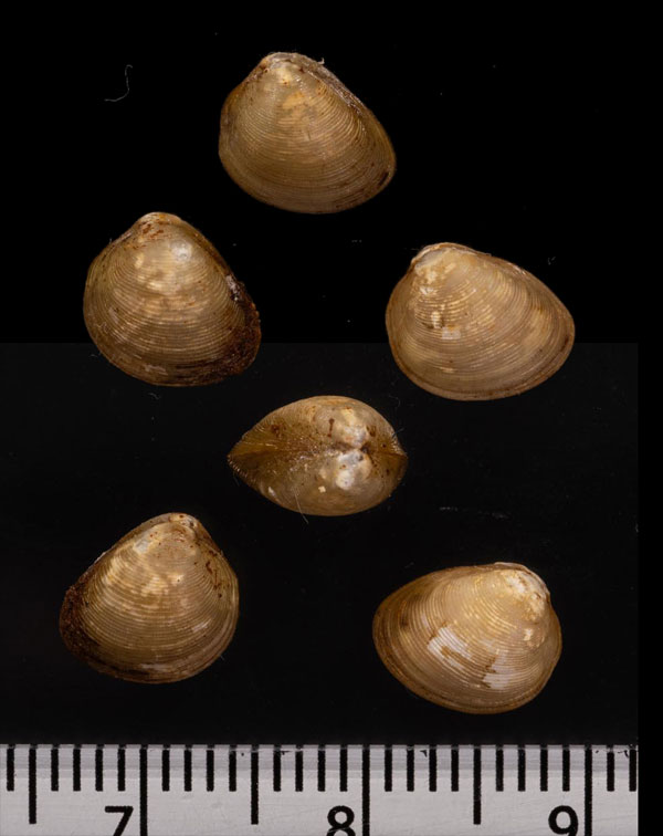 ニュージーランドマメクルミ (仮称) Nucula hartvigiana small