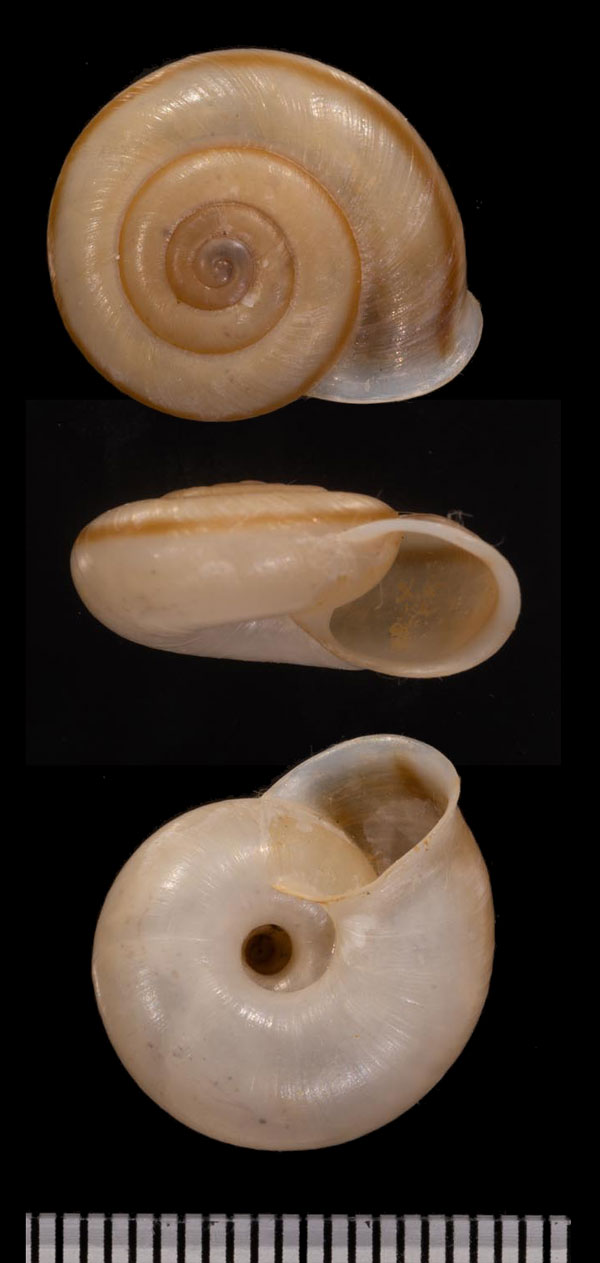シンセイキヌメマイマイ (仮称) Epiphragmophora hieronymi small