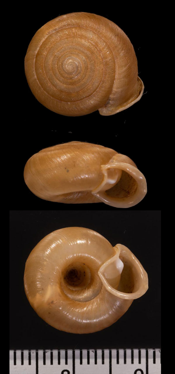ダウゼンベルギイトカケマイマイ (仮称) Gudeodiscus dautzenbergi small