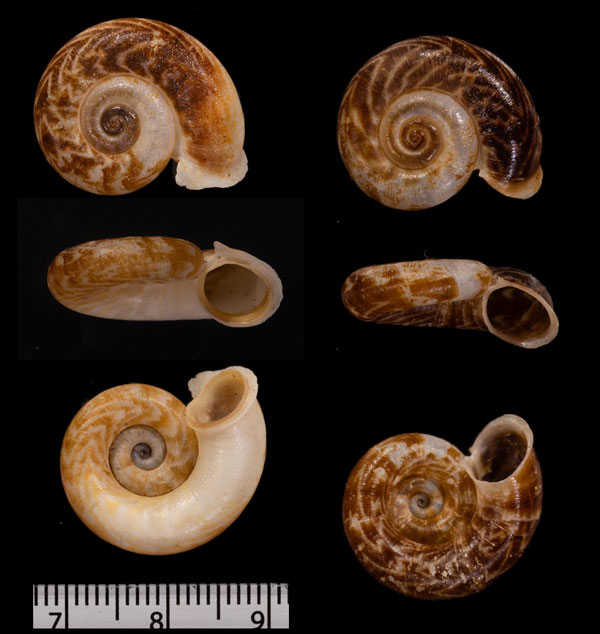 バシランアツブタ Cyclotus variegatus small