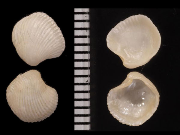 ウネシゲゴコロガイ Haliris multicostata small