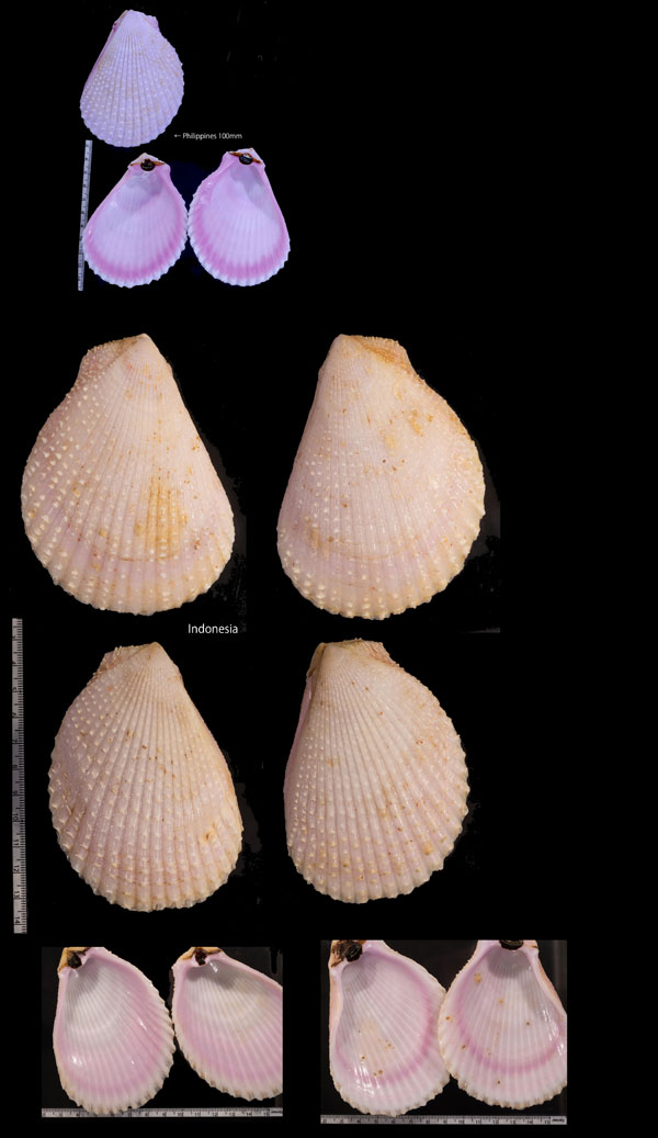 オオミノガイ Lima sowerbyi small