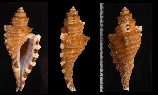 コウモリボラ Cymatium femorale small