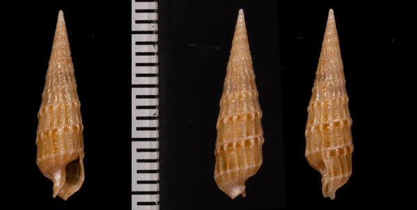 ナミヒダトクサ (仮称) Neoterebra crenifera small
