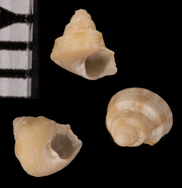 ムカシキカイエビス (仮称) Astele kikaianum small