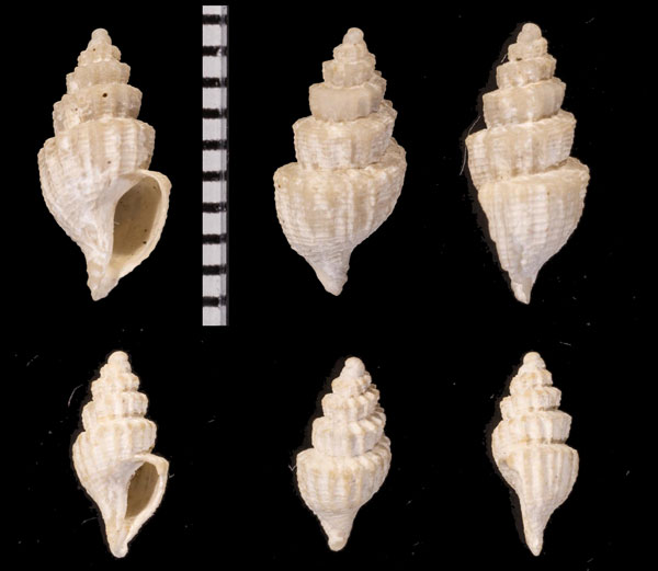 カドバリフタマンジ Propebela nobilis small