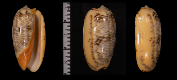 エバンクチベニマクラ Oliva reticulata evania small