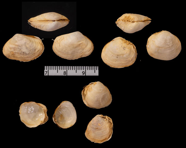 アルフレッドスエモノガイ (仮称) Thracia alfredensis small