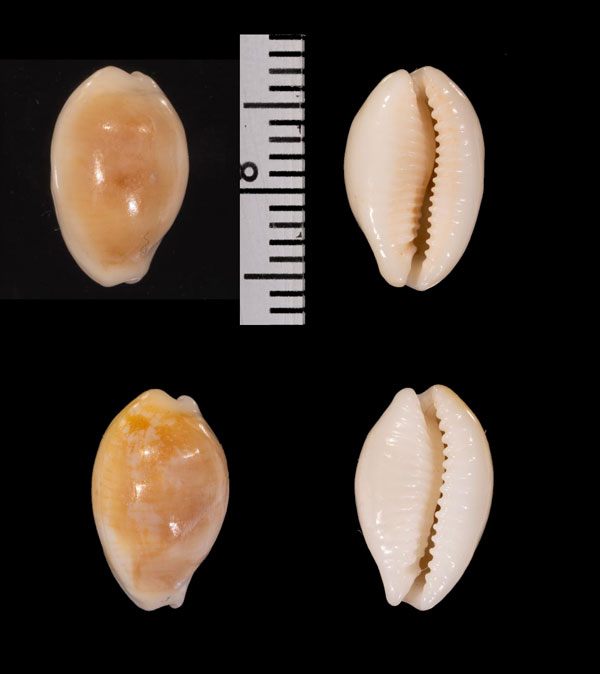カミスジダカラ インドform Palmadusta clandestina clandestina small
