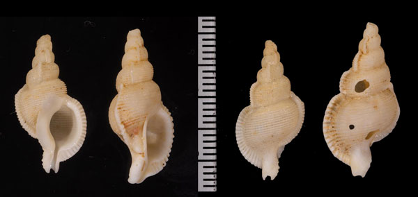 イトカケボラ Phyllocoma convoluta small