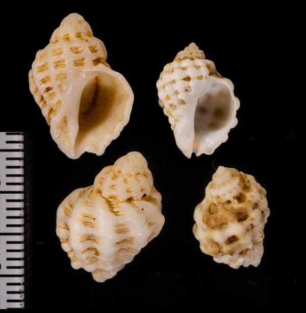 スギモトサンゴヤドリ Coralliophila clathrata small