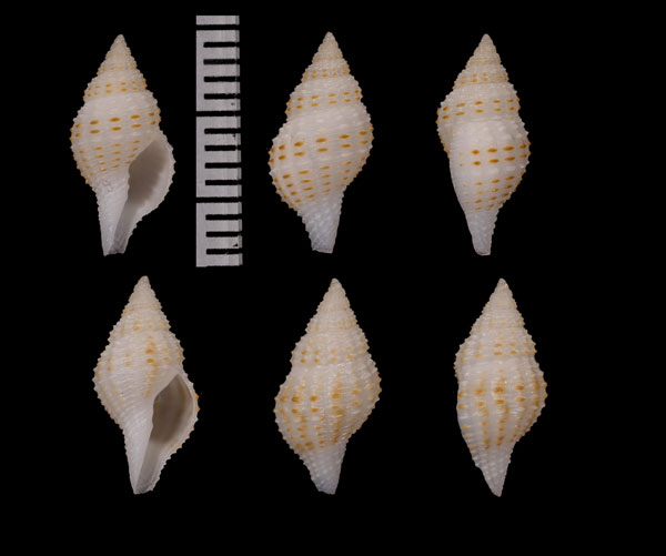 マーティンナガニシ (仮称) Granulifusus martinorum small
