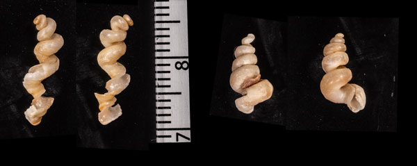 ウィルマンミミズガイ (仮称) Tenagodus wilmanae small