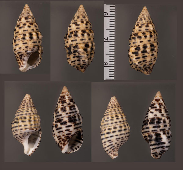 ハナヤカカニモリ Cerithium litteratum small