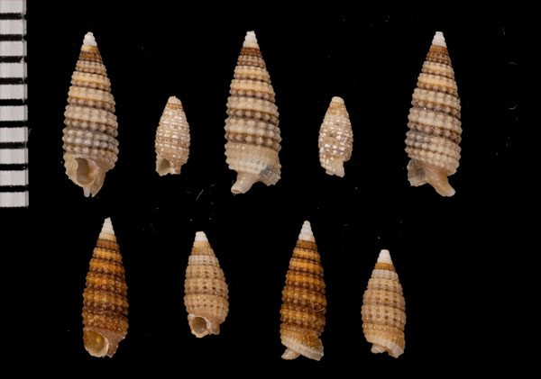 タキツムガタキリオレ 瀧紡錘形錐折 Euthymella isaotakii small