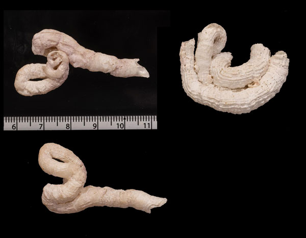 ナタールヘビガイ (仮称) Serpulorbis natalensis small