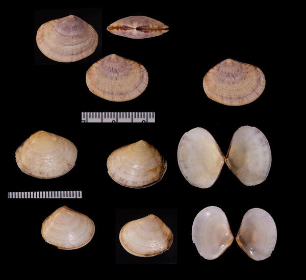 ハナヤカアサジガイ Semele formosa small