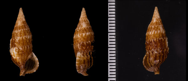 サナギカニモリ Cerithium pacificum small