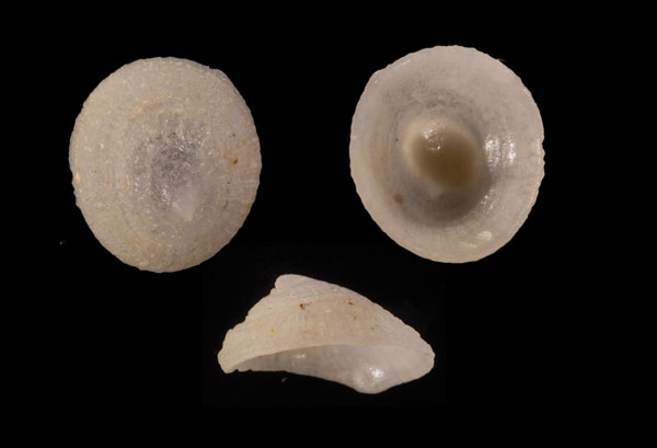 ユキスズメの仲間 未詳 Plesiothyreus sp. small