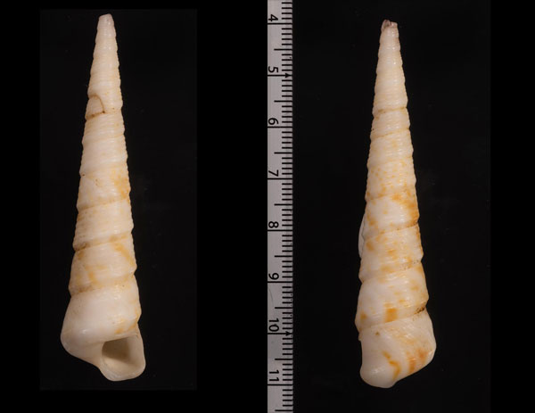 ホソパゴダキリガイダマシ (仮称) Turritella columnaris small