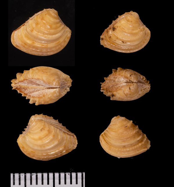 マリアハマグリ Chione mariae small