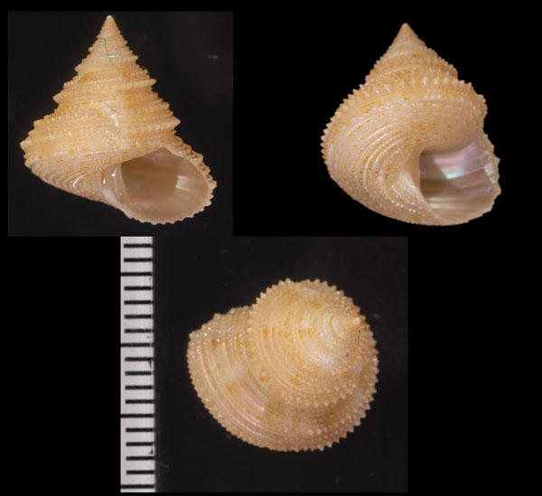 アリグアイトゲエビス Calliostoma aculeatum aliguayensis small
