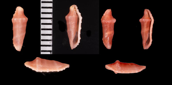 ドラゴンチヂワケボリ Prosimnia draconis small