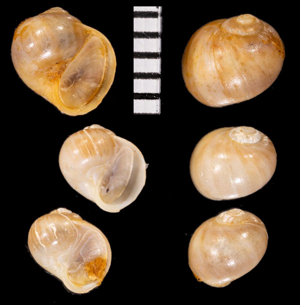 ハギノツユの仲間? 未詳 Natica sp. small