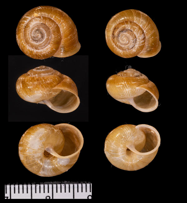 ギレンオウドマイマイ (仮称) Sinumelon gillensis small