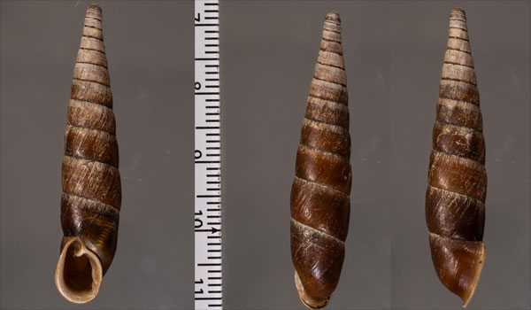 ボワスシセンギセル (仮称) Serriphaedusa boisseaui small