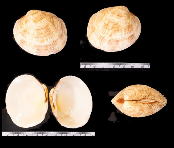 ヨロイガイインド洋の型 Periglypta crispata small