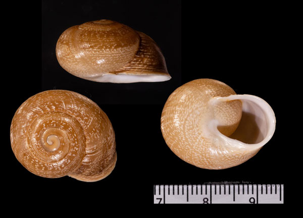 タクレディカエスカルゴ (仮称) Massylaea takredica small