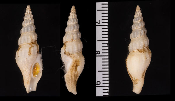 ハイギヌモミジボラ 灰衣紅葉法螺 Leptadrillia cinereopellis small