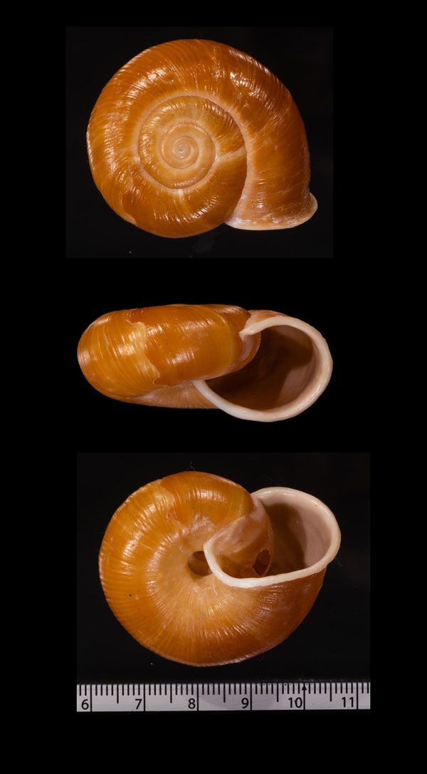 バンガイビロウドマイマイ (仮称) Chloritis macrostoma small